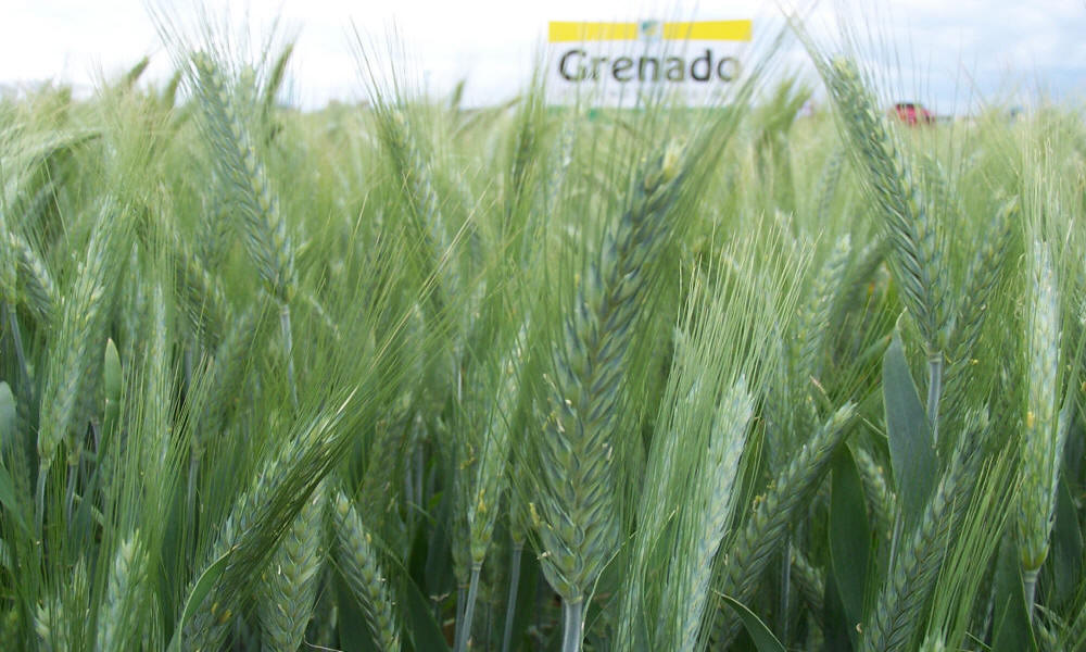 allevamento di segale invernale frumento triticale orzo avena piselli favino veccia erba medica erbe