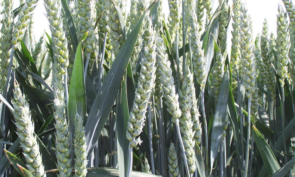 allevamento di segale invernale frumento triticale orzo avena piselli favino veccia erba medica erbe