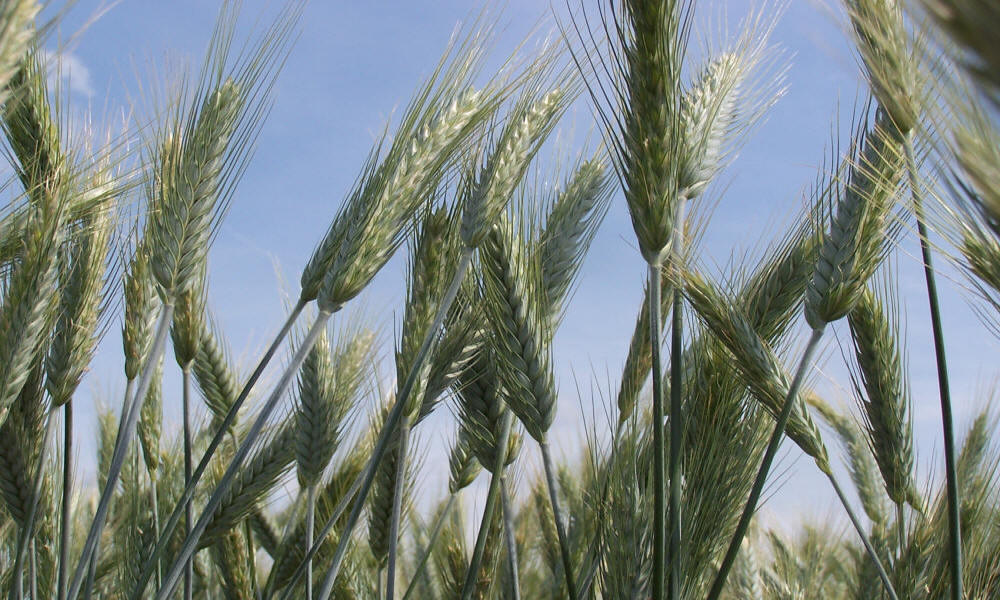 allevamento di segale invernale frumento triticale orzo avena piselli favino veccia erba medica erbe