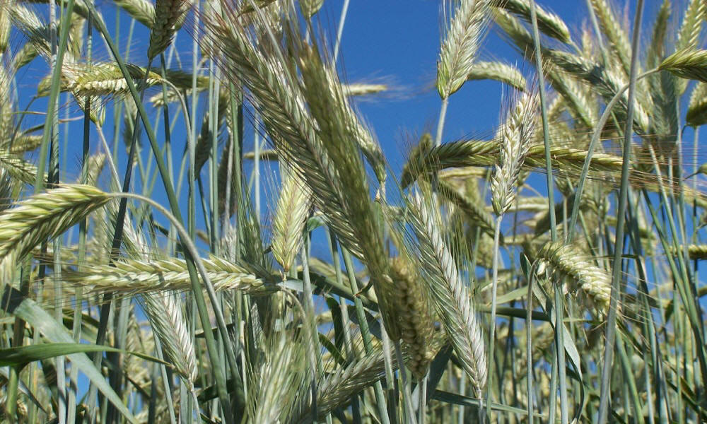 allevamento di segale invernale frumento triticale orzo avena piselli favino veccia erba medica erbe