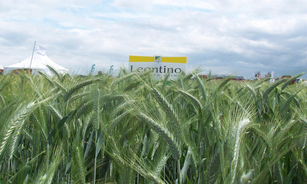 allevamento di segale invernale frumento triticale orzo avena piselli favino veccia erba medica erbe