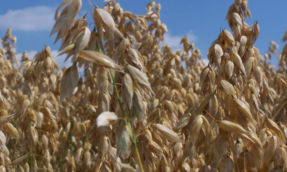 allevamento di segale invernale frumento triticale orzo avena piselli favino veccia erba medica erbe