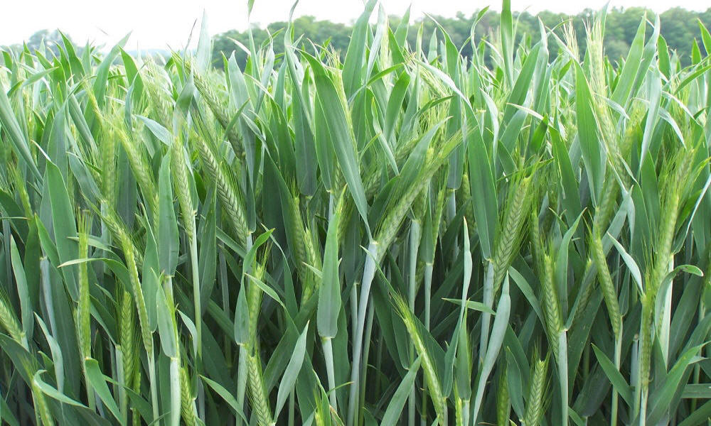allevamento di segale invernale frumento triticale orzo avena piselli favino veccia erba medica erbe