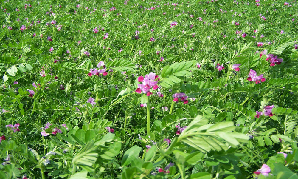 allevamento di segale invernale frumento triticale orzo avena piselli favino veccia erba medica erbe