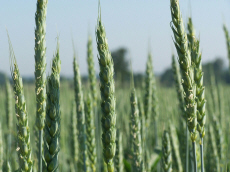 allevamento di segale invernale frumento triticale orzo avena piselli favino veccia erba medica erbe