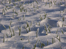 allevamento di segale invernale frumento triticale orzo avena piselli favino veccia erba medica erbe