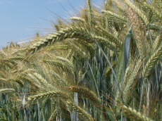 allevamento di segale invernale frumento triticale orzo avena piselli favino veccia erba medica erbe
