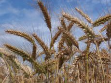 allevamento di segale invernale frumento triticale orzo avena piselli favino veccia erba medica erbe