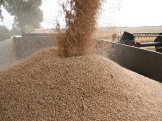 allevamento di segale invernale frumento triticale orzo avena piselli favino veccia erba medica erbe