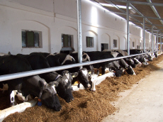 allevamento di segale invernale frumento triticale orzo avena piselli favino veccia erba medica erbe